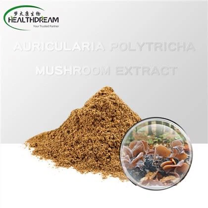 Auricularria polytricha Extrait de champignons
