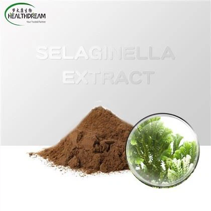 Extrait de selaginella